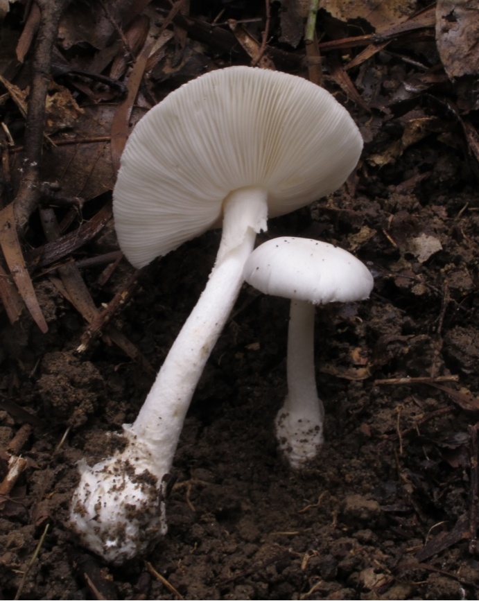 武汉已出现“头号毒王”，一朵可能致命，误食风险高！