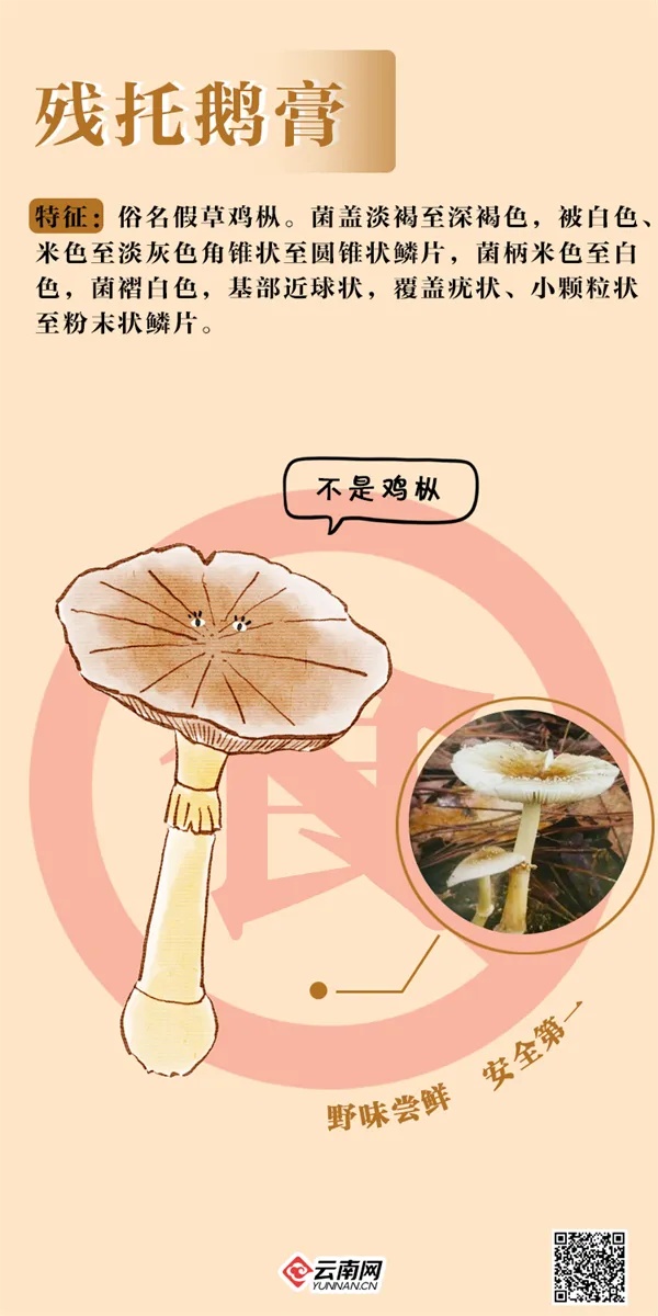见小人、失忆、险坠楼！今夏多起菌中毒，医生也中招