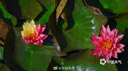 好运连连！北京圆明园双色睡莲盛开