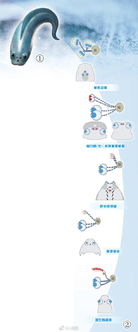 脊椎动物的祖先竟有四只眼睛