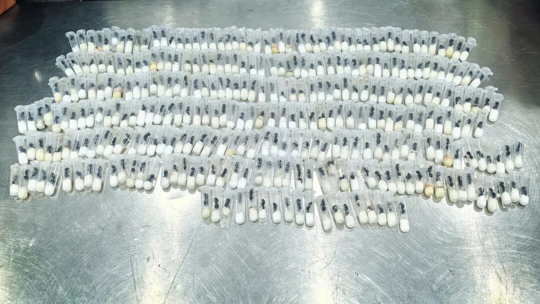 头皮发麻！一旅客携带318只活体大蚂蚁从广西入境，被海关查获