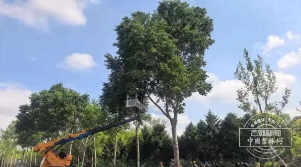 长春街头杨树为何打上“吊瓶”？
