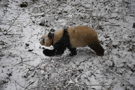 9只野化放归成活大熊猫已有自己的领地 9只野化放归成活大熊猫已有自己的领地