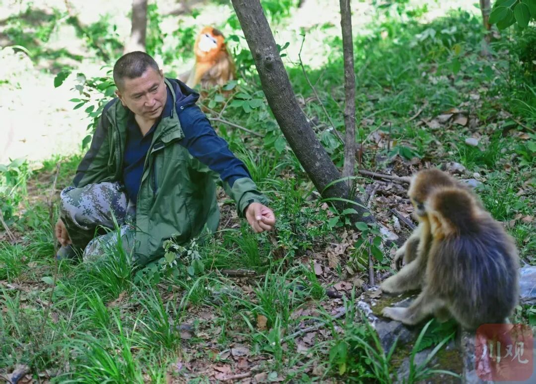 每年进山超200天，对168只野生川金丝猴了如指掌，这位58岁的“猴王”真的有火眼金睛！