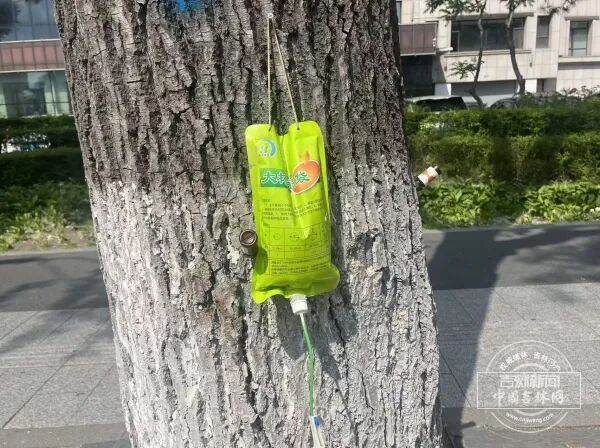 长春街头杨树为何打上“吊瓶”？