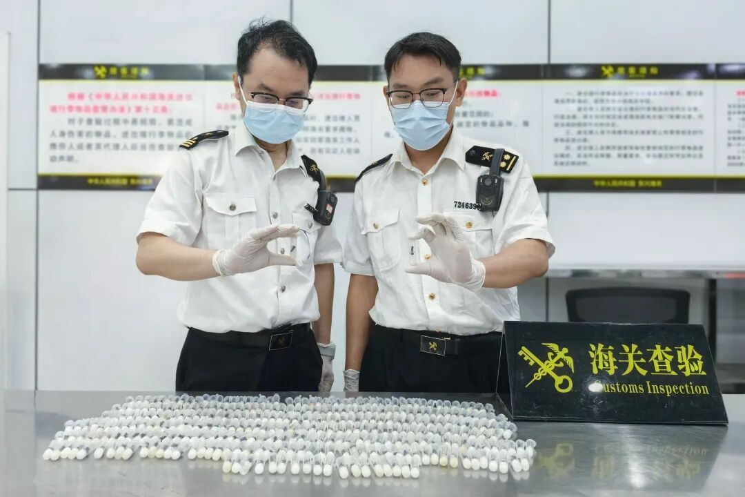 头皮发麻！一旅客携带318只活体大蚂蚁从广西入境，被海关查获