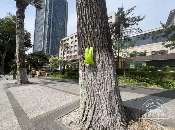 长春街头杨树为何打上“吊瓶”？