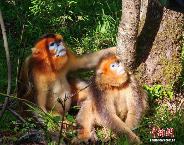 懂川金丝猴语的护林人：小猴掉队会喊“啊哦哦”