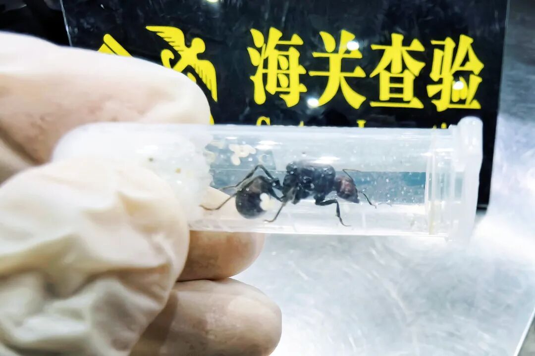 头皮发麻！一旅客携带318只活体大蚂蚁从广西入境，被海关查获