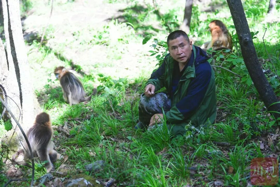 每年进山超200天，对168只野生川金丝猴了如指掌，这位58岁的“猴王”真的有火眼金睛！