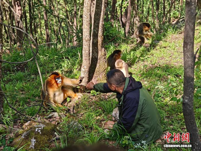 懂川金丝猴语的护林人：小猴掉队会喊“啊哦哦”