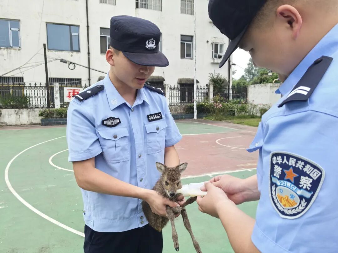 仙桃警民成功救护一只国家一级保护野生动物 仙桃警民成功救护一只国家一级保护野生动物