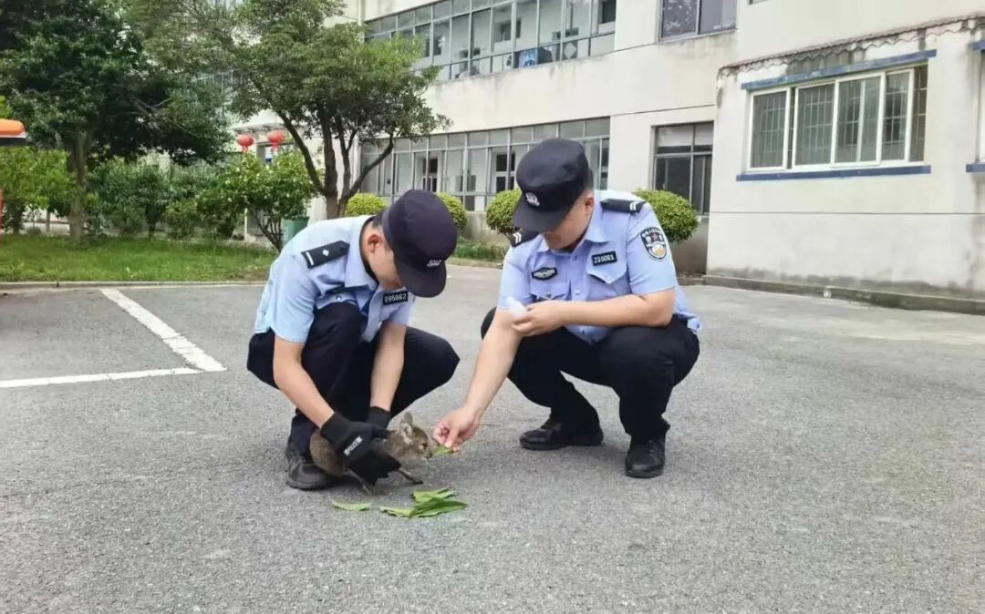仙桃警民成功救护一只国家一级保护野生动物 仙桃警民成功救护一只国家一级保护野生动物
