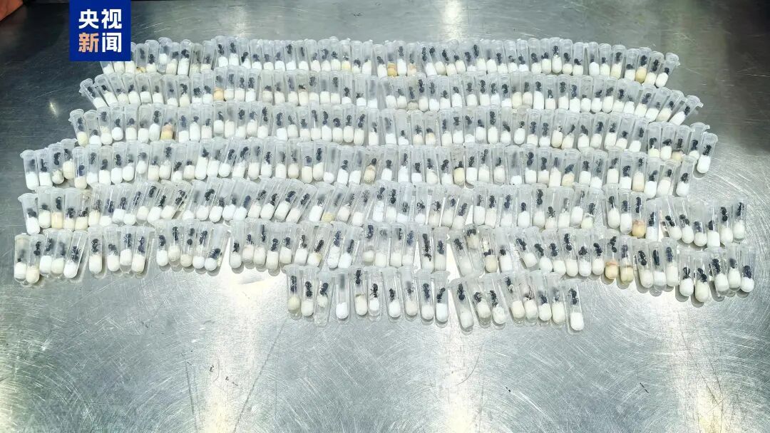 一旅客随身行李被发现大量塑料透明管,其中查出318只活体大蚂蚁,海关鉴定为外来物种 一旅客随身行李被发现大量塑料透明管,其中查出318只活体大蚂蚁,海关鉴定为外来物种