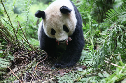 9只野化放归成活大熊猫已有自己的领地 9只野化放归成活大熊猫已有自己的领地