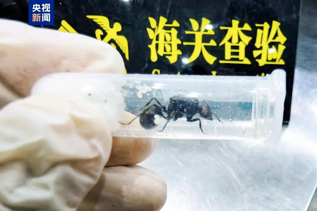 一旅客随身行李被发现大量塑料透明管,其中查出318只活体大蚂蚁,海关鉴定为外来物种 一旅客随身行李被发现大量塑料透明管,其中查出318只活体大蚂蚁,海关鉴定为外来物种