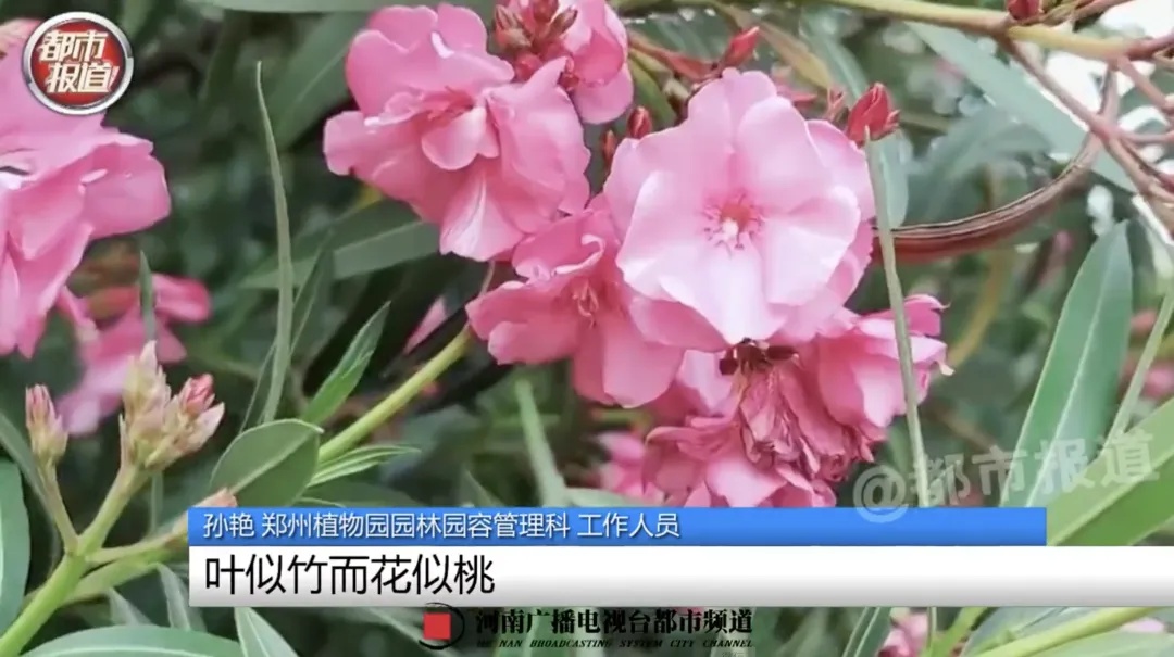 女子嘴含“网红花”拍照后中毒,紧急提醒! 女子嘴含“网红花”拍照后中毒,紧急提醒!