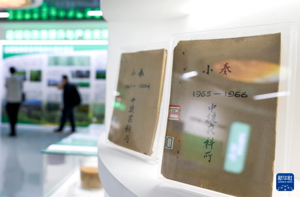 昔日碱嘎巴,如今金疙瘩——沧州旱碱麦迎来收获期 昔日碱嘎巴,如今金疙瘩——沧州旱碱麦迎来收获期