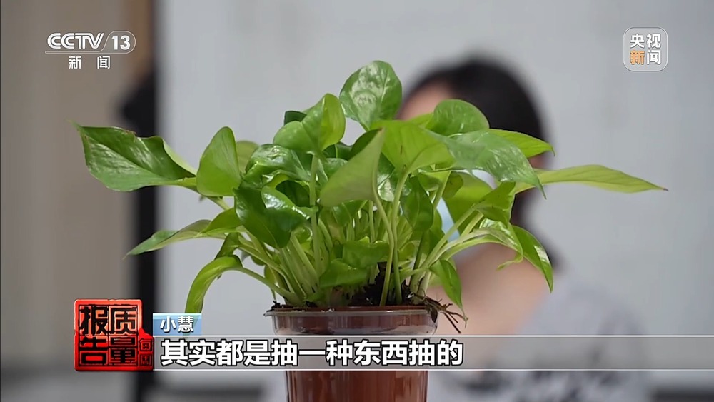 每周质量报告丨果味电子烟换上“新马甲”在私域流通 总台记者最新调查 每周质量报告丨果味电子烟换上“新马甲”在私域流通 总台记者最新调查
