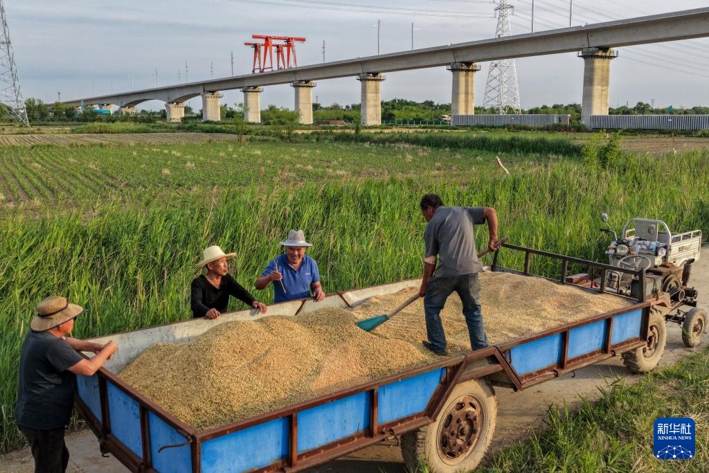昔日碱嘎巴,如今金疙瘩——沧州旱碱麦迎来收获期 昔日碱嘎巴,如今金疙瘩——沧州旱碱麦迎来收获期