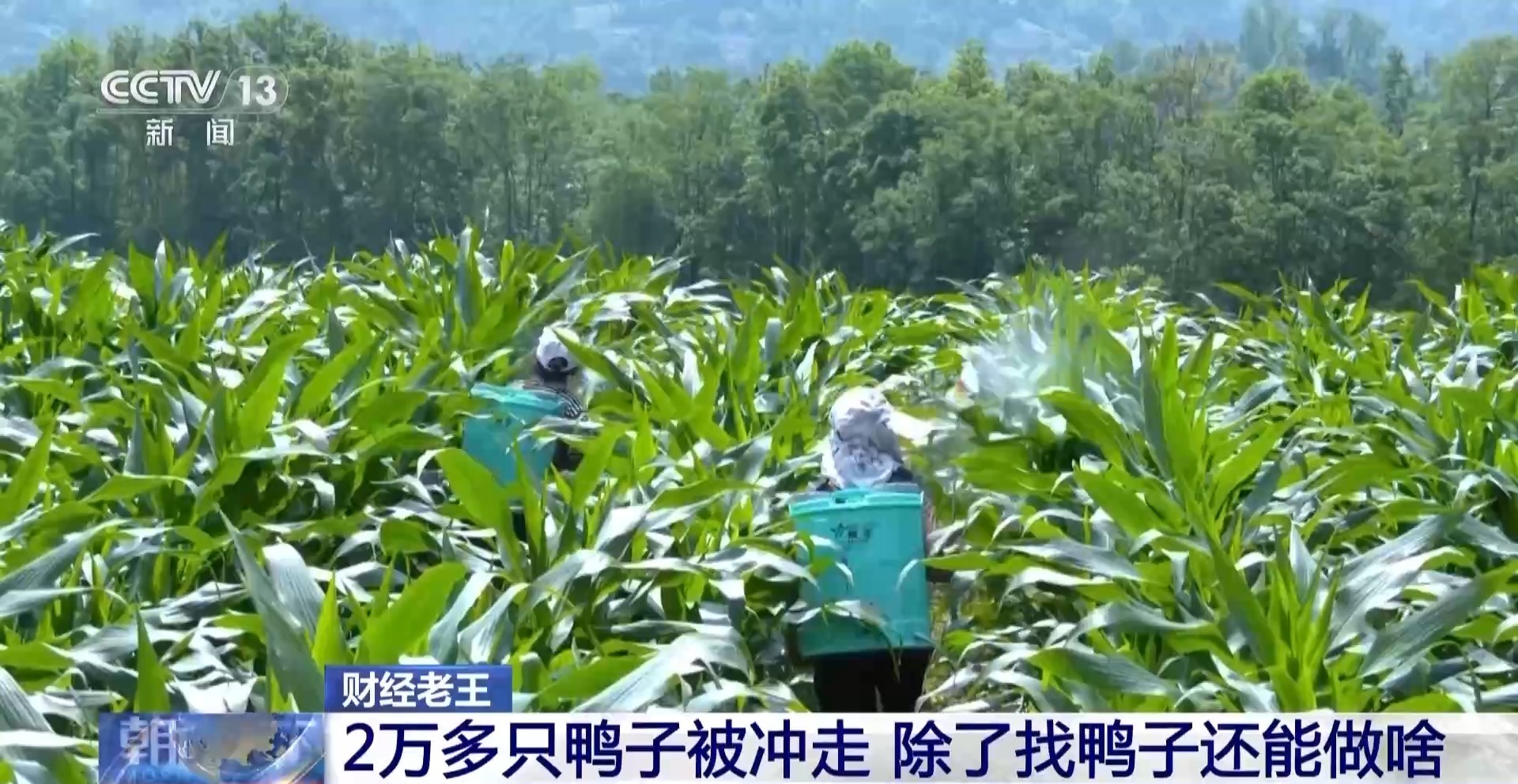 鸭子被冲走、虾塘被淹……农业保险如何帮农户“兜底”? 鸭子被冲走、虾塘被淹……农业保险如何帮农户“兜底”?