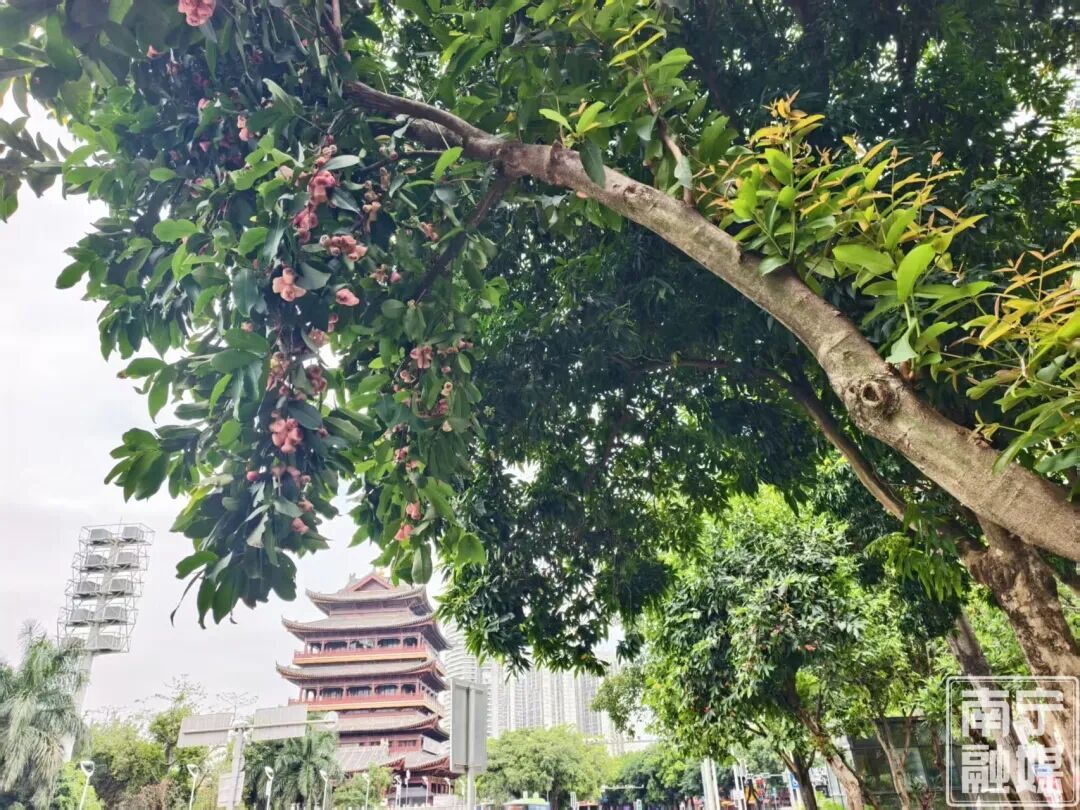 南宁街头多条道路的莲雾、人心果熟啦!好看不能摘,原因看这里→ 南宁街头多条道路的莲雾、人心果熟啦!好看不能摘,原因看这里→