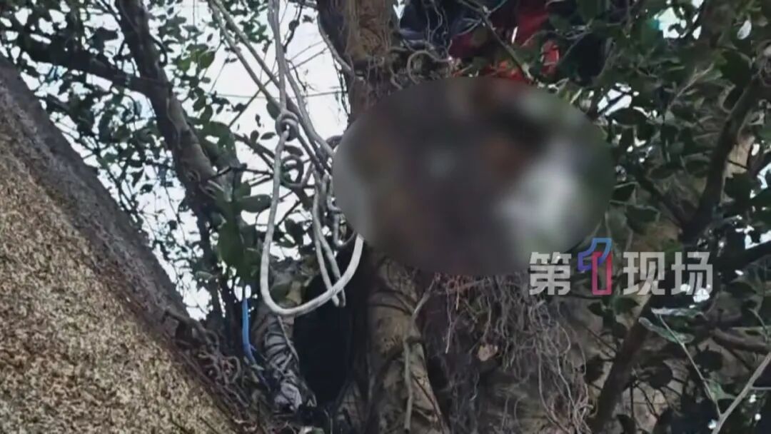 数十米高悬崖失足坠下,男子刚好被树杈接住!别再拿命爬野山! 数十米高悬崖失足坠下,男子刚好被树杈接住!别再拿命爬野山!