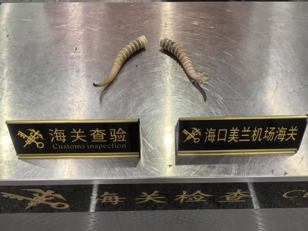 1名旅客通过海口海关时,在其行李中查获疑似羚羊角2根,重368克 1名旅客通过海口海关时,在其行李中查获疑似羚羊角2根,重368克