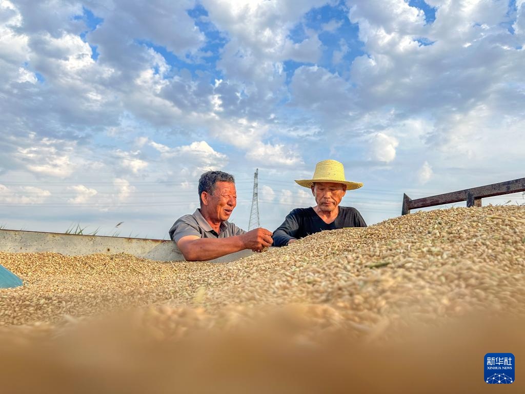 昔日碱嘎巴,如今金疙瘩——沧州旱碱麦迎来收获期 昔日碱嘎巴,如今金疙瘩——沧州旱碱麦迎来收获期