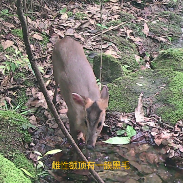 惊喜！深山“精灵”多次现身萧山南部林区，你见过吗？