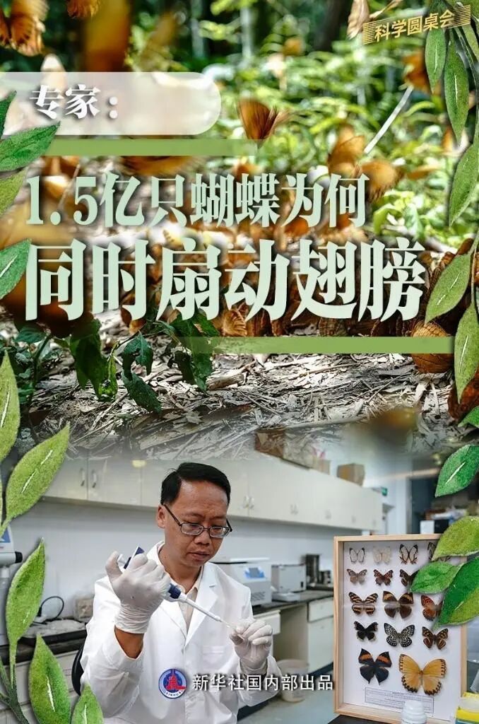 专家:1.5亿只蝴蝶为何同时扇动翅膀 专家:1.5亿只蝴蝶为何同时扇动翅膀
