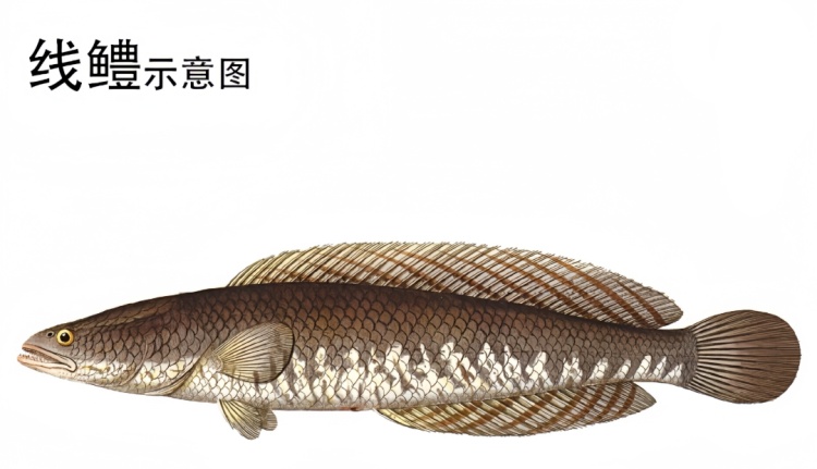 珠海一男子钓获凶猛“巨物”,能吞食蛙、蛇!重要提醒! 珠海一男子钓获凶猛“巨物”,能吞食蛙、蛇!重要提醒!