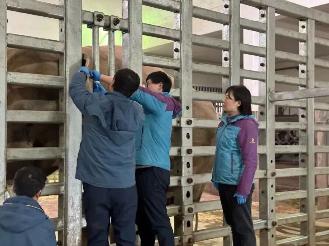 上海动物园:国内现存最年长的圈养雄性亚洲象离世,享年65岁 上海动物园:国内现存最年长的圈养雄性亚洲象离世,享年65岁