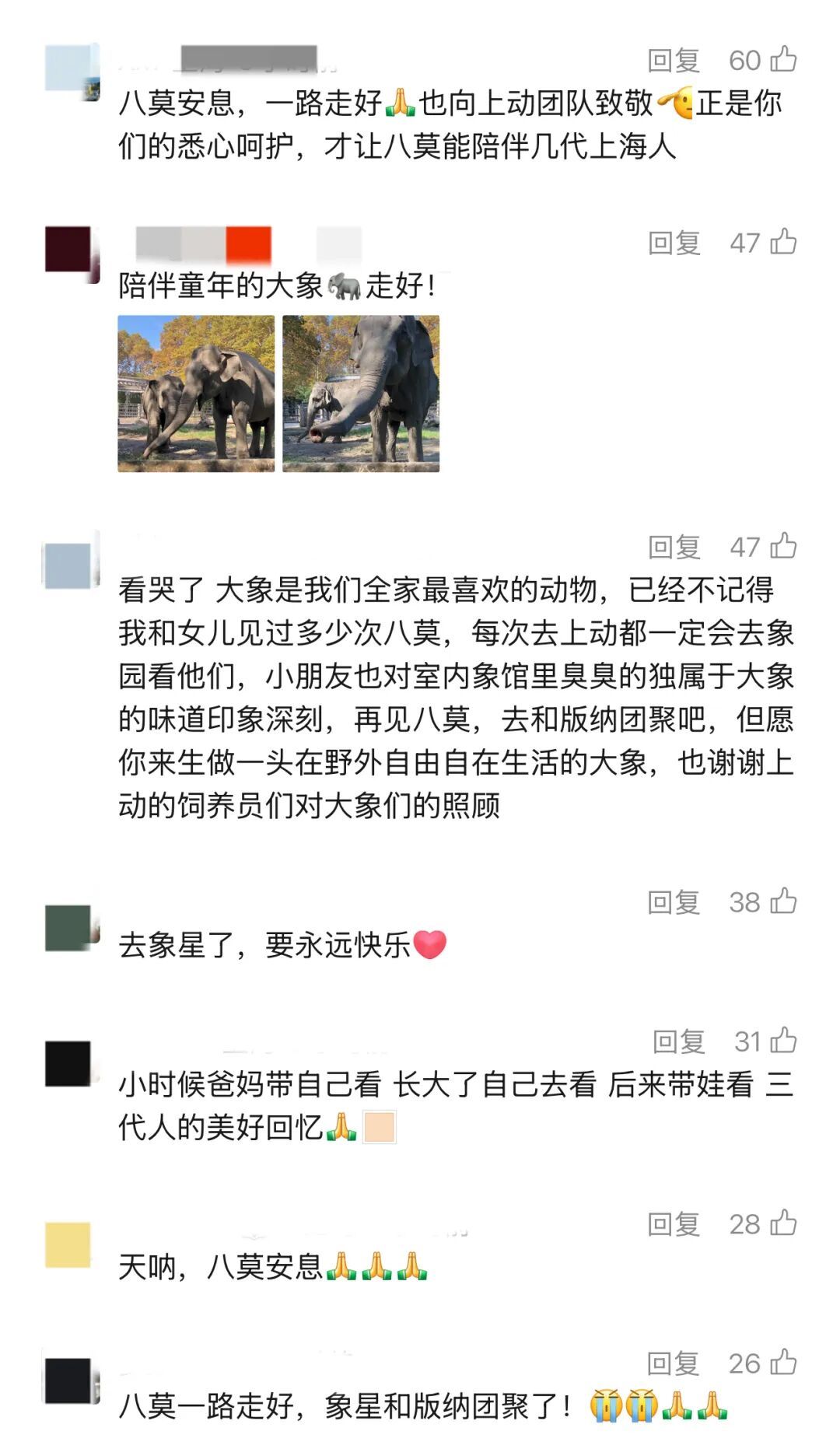 上海动物园65岁亚洲象离世：他与城市温柔相守半世纪，网友：三代人美好回忆
