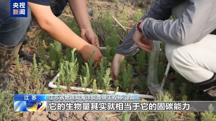 海洋受损怎么赔?蓝碳交易解锁护海新方式 海洋受损怎么赔?蓝碳交易解锁护海新方式