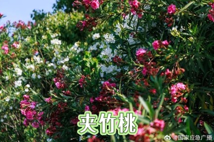 嘴含夹竹桃拍美照 结果中毒了 嘴含夹竹桃拍美照 结果中毒了