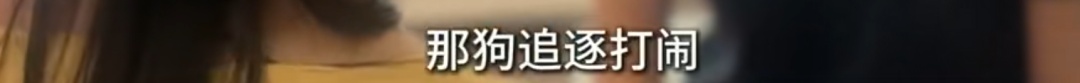 臭气熏天!母女租大户型养十几只流浪狗,到处是捡来的废品 臭气熏天!母女租大户型养十几只流浪狗,到处是捡来的废品