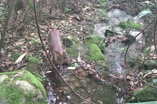 惊喜！深山“精灵”多次现身萧山南部林区，你见过吗？