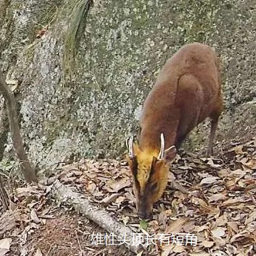 惊喜！深山“精灵”多次现身萧山南部林区，你见过吗？