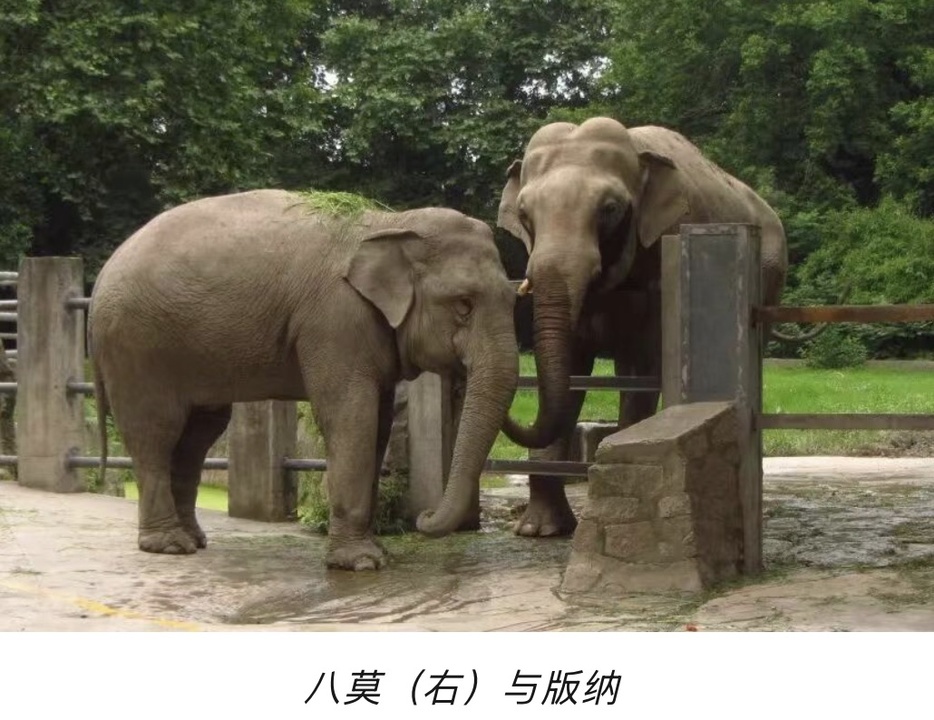 上海动物园65岁亚洲象离世：他与城市温柔相守半世纪，网友：三代人美好回忆