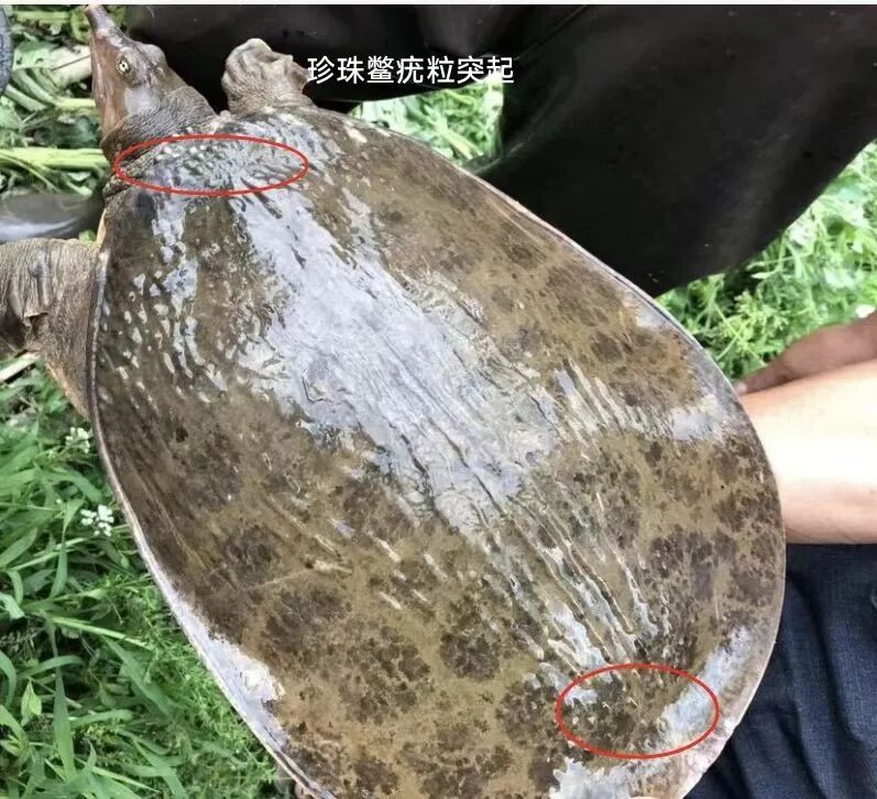 别吃别买,寄生虫卵达几千个,江苏近期已出现 别吃别买,寄生虫卵达几千个,江苏近期已出现
