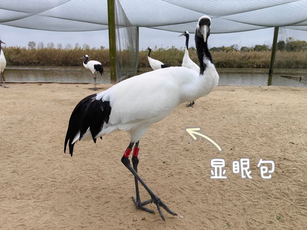 盐城丹顶鹤去美国“出差”了! 盐城丹顶鹤去美国“出差”了!