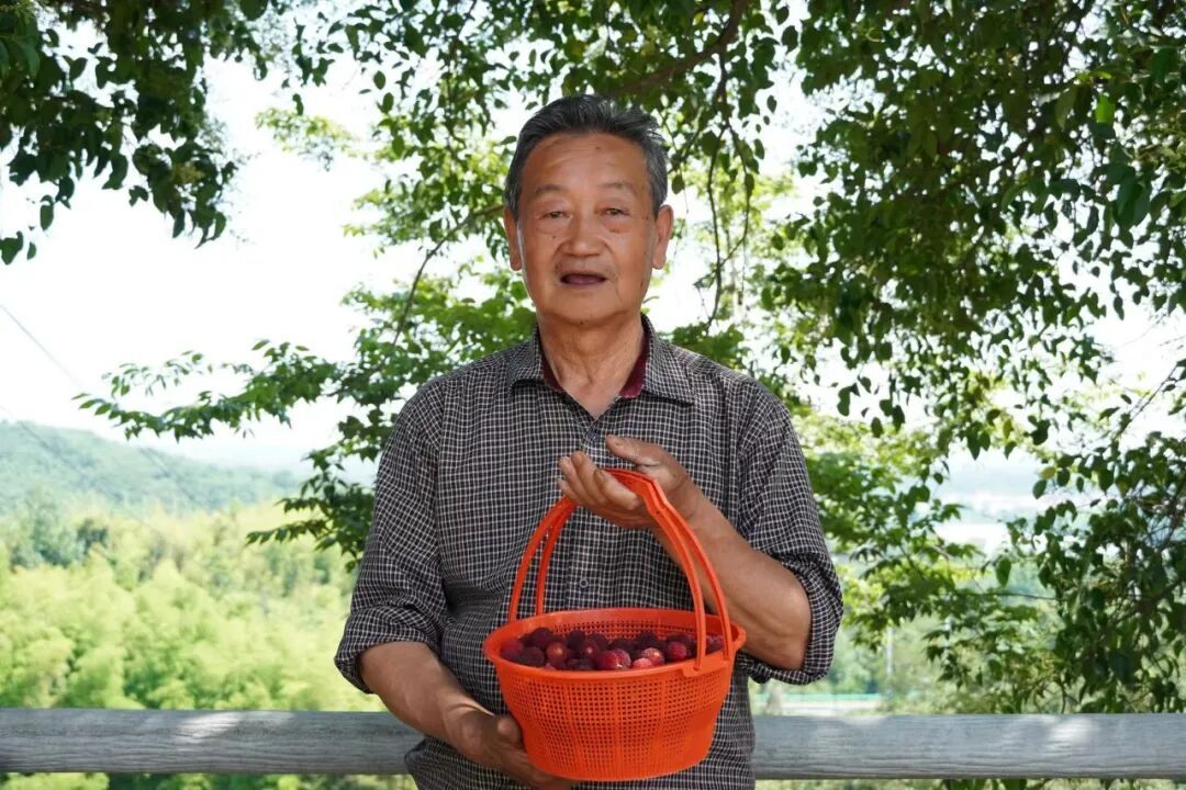 正在大量上市!南京人好的这口,进入最佳品尝期 正在大量上市!南京人好的这口,进入最佳品尝期