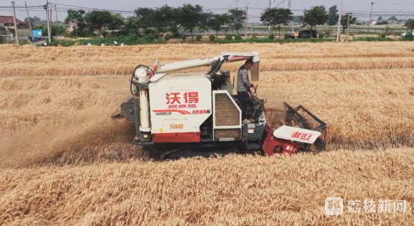 江苏夏粮收购工作全面铺开 江苏夏粮收购工作全面铺开