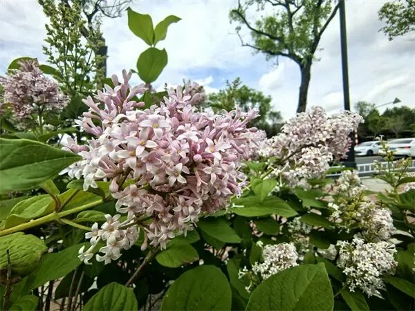 哈尔滨松北区滨水大道:小叶丁香悄然绽放,清香铺就“醉美回家路” 哈尔滨松北区滨水大道:小叶丁香悄然绽放,清香铺就“醉美回家路”