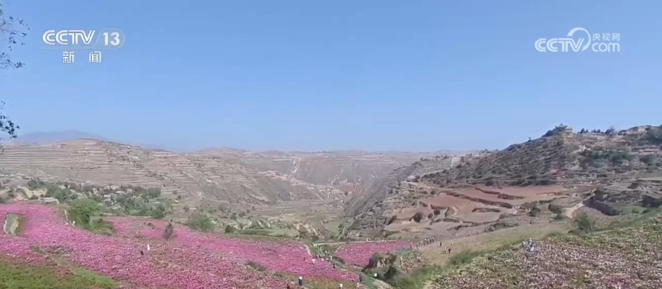 以花为媒打造农旅融合 “特色种植+山地风光”为乡村振兴添新景