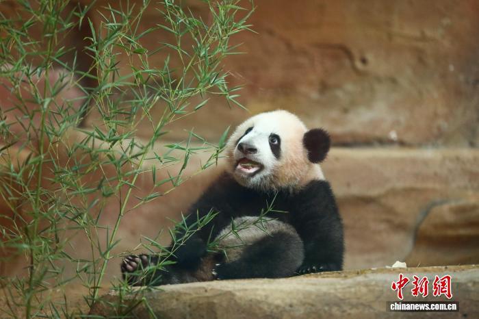 印尼华裔蔡亚声:把大熊猫带到赤道的人 印尼华裔蔡亚声:把大熊猫带到赤道的人