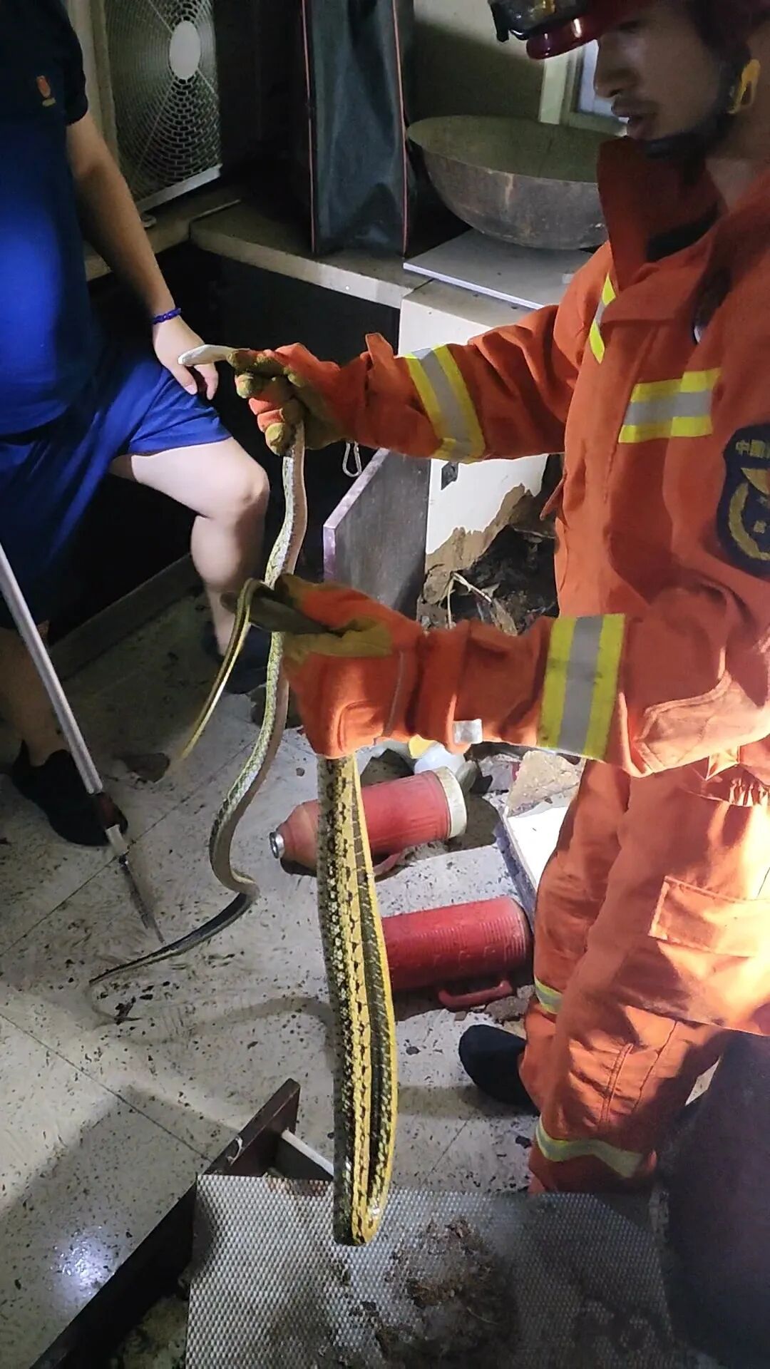 今年的蛇,更活跃了!狭路相逢怎么办? 今年的蛇,更活跃了!狭路相逢怎么办?