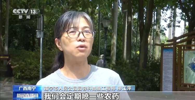 吊瓜树果实奇特似“吊灯” 外形诱人但千万别吃 吊瓜树果实奇特似“吊灯” 外形诱人但千万别吃