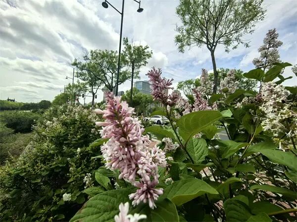 哈尔滨松北区滨水大道:小叶丁香悄然绽放,清香铺就“醉美回家路” 哈尔滨松北区滨水大道:小叶丁香悄然绽放,清香铺就“醉美回家路”